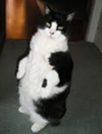 Levi - the office cat